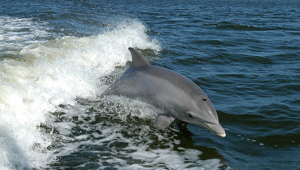 Tursiops_truncatus_01