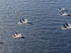 British and Indian jets in ‘dogfight’ over British carrier